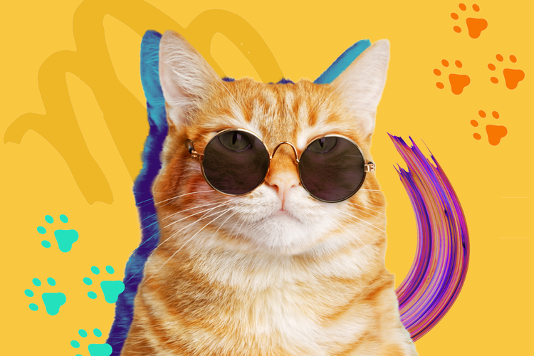 A cat wearing sunglasses Description automatically generated