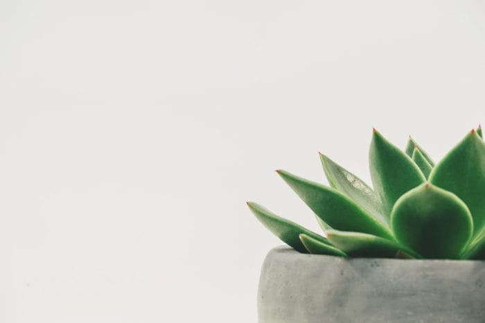 A succulent.