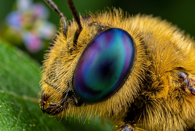 AIマクロ動物フォト | Adobe Firefly