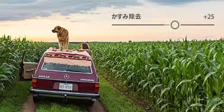 トウモロコシ畑に駐車された車と、ドアに寄りかかっている人物、車の屋根の上に立っている中型犬の写真。