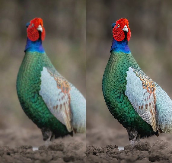 地面の上に立つ、鮮やかな色の羽を持つ鳥
