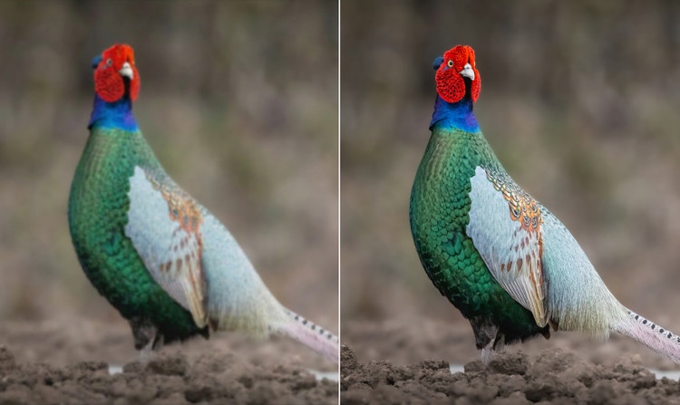 地面の上に立つ、鮮やかな色の羽を持つ鳥