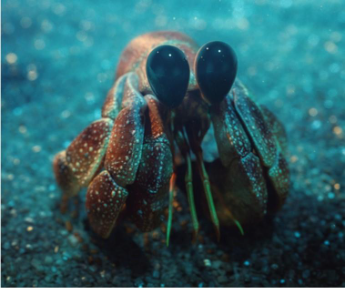 AIが生成したカニの画像