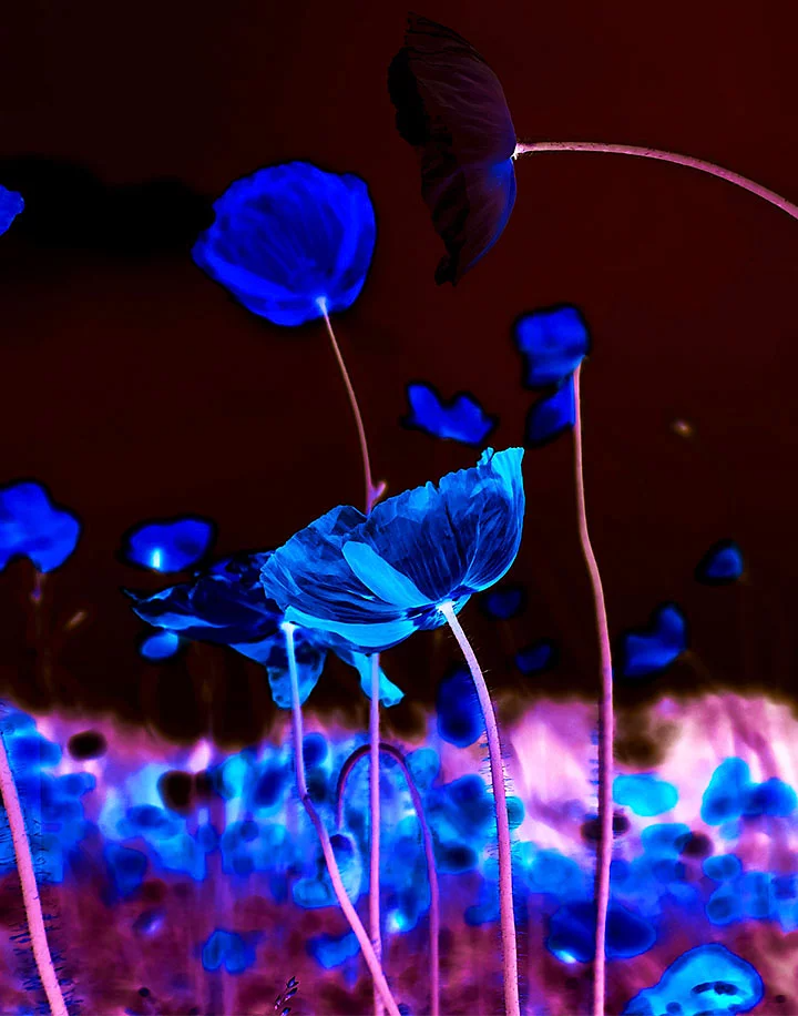 색상이 반전된 꽃 사진