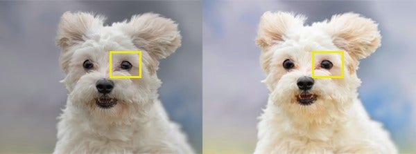 포토샵 픽셀 유동화를 활용한 반려견 보정 전후 비교