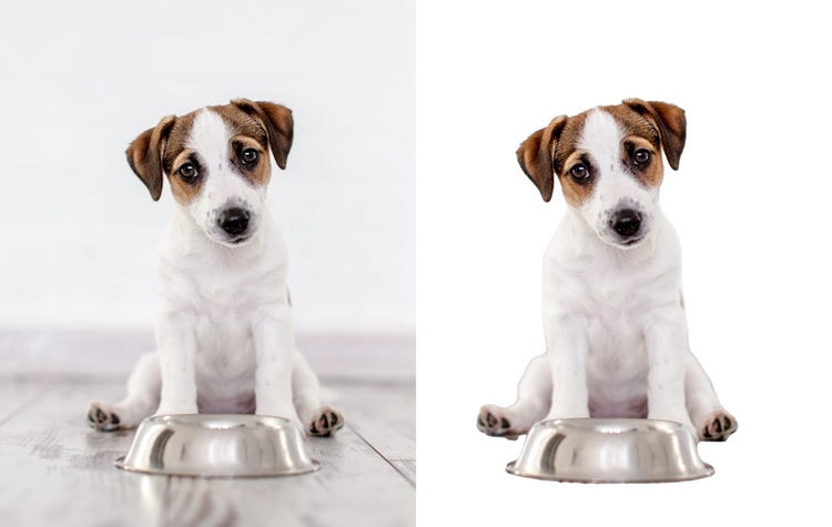 강아지 이미지 배경 제거 전후 사진 비교