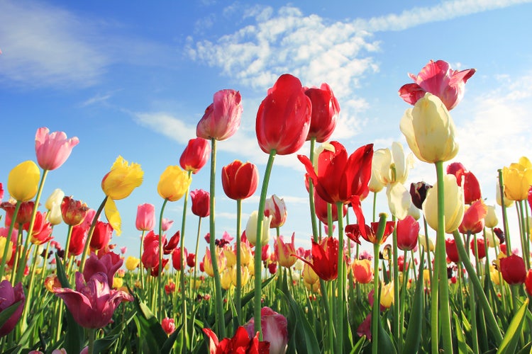다채로운 색감을 활용한 봄 사진 촬영