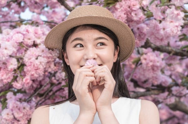 벚꽃 배경 인물사진 포토샵으로 편집