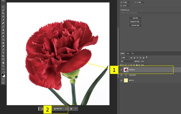 카네이션 이미지 배경 제거하기