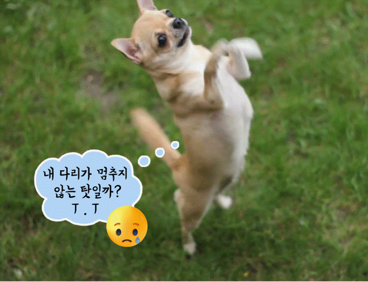 완성된 gif 밈 이미지