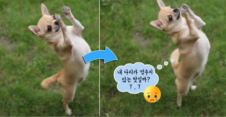 포토샵으로 인터넷 밈 제작하고 gif 변환하기