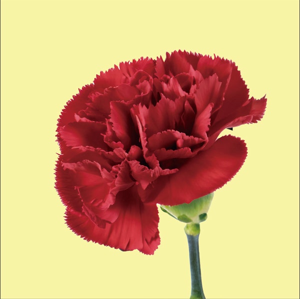 배경 없이 깔끔한 카네이션 이미지
