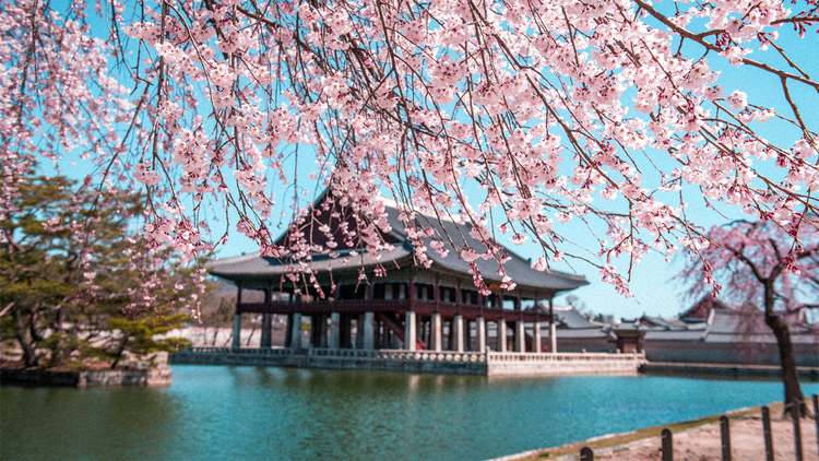 맑은 푸른 하늘 아래, 화사한 벚꽃이 펼쳐져 있는, 물로 둘러싸인 전통적인 한국식 궁궐 정자.