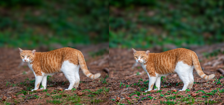 조리개 너무 열린 경우 보정 전후