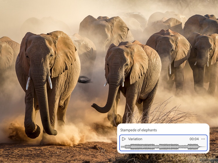 카메라를 향해 달려오며 먼지를 일으키는 코끼리 무리와 ‘Stampede of elephants’라는 사운드 효과 오버레이