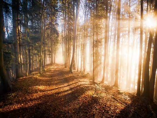 صورة حالمة لغابة.