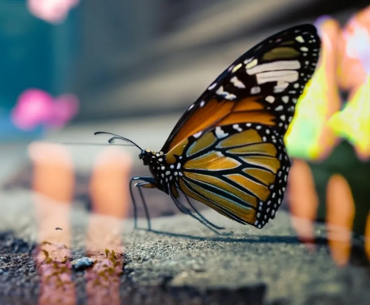 Generative AI image of Monarch butterfly with colourful bokeh lights