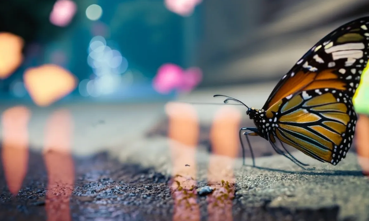 Generatyvinio DI sugeneruotas monarcho drugelio vaizdas su spalvotais „bokeh“ stiliaus šviesų efektais