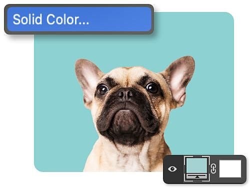 Application dans Photoshop d’un arrière-plan uni à une photo de bouledogue français avec une fenêtre en incrustation