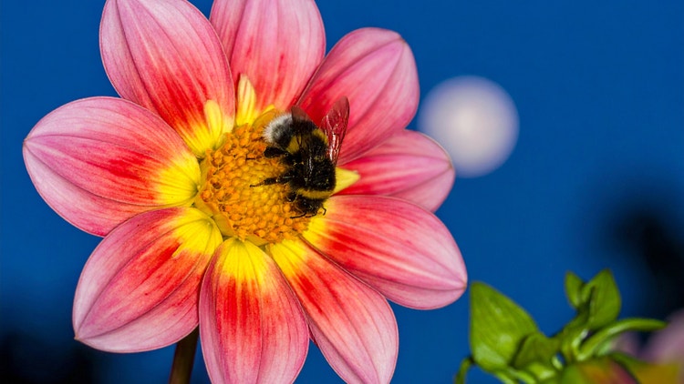 Seekor lebah hinggap di atas bunga dahlia di bawah sinaran bulan.