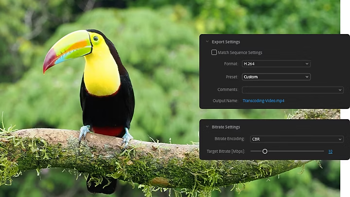 The Adobe {{premiere}} Export Settings and Bitrate Settings window panes superimposed over an image of a toucan bird sitting on a tree branch