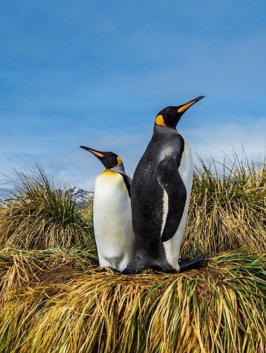 A pair of Emperor penguins standing in an arctic marsh with snowy mountain peaks in the background