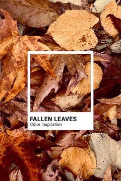 Brown Autumn Leaves Color Inspiration Pinterest Graphic