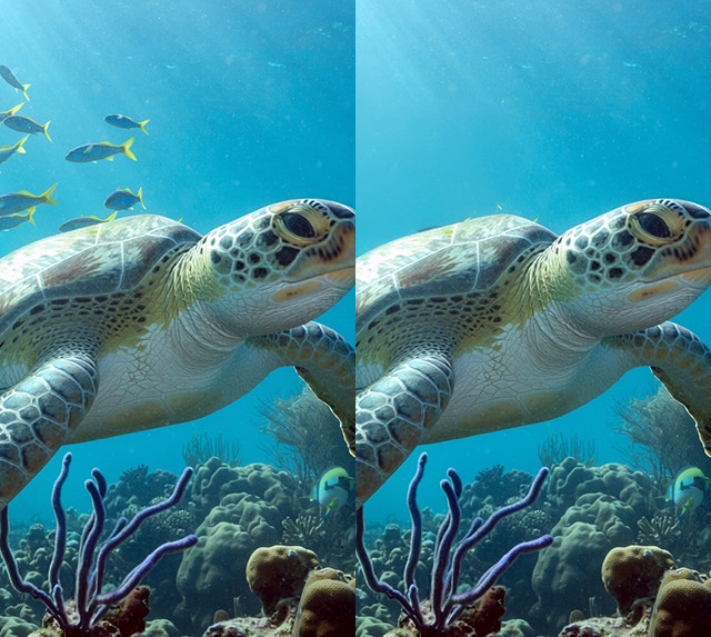 Een afbeelding die laat zien hoe de Firefly-tool Generatief verwijderen een school vissen uit de achtergrond van een afbeelding van een zwemmende schildpad verwijdert.