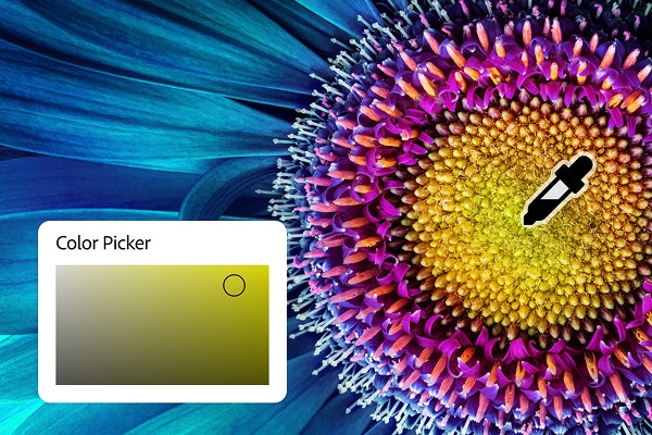 Een macroafbeelding van een kleurrijke bloem en het pipetpictogram van de Photoshop Kleurkiezer die een kleur kiest.