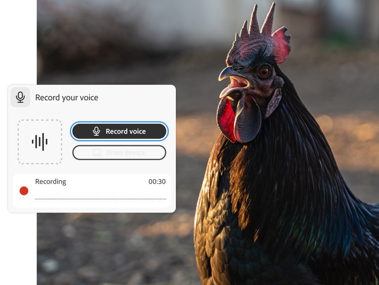 Un gallo de frente con el pico abierto y una superposición de la interfaz Graba tu voz de Firefly