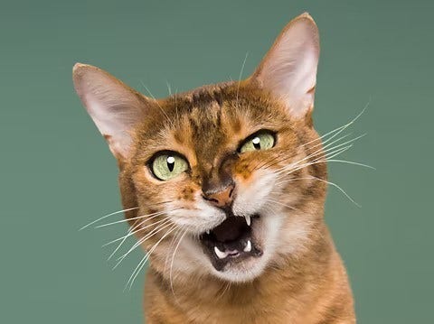 Close up ng isang pusa