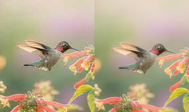 Side-by-side comparison ng image ng hummingbird na umiinom ng nectar mula sa bulaklak. Mas sharp at malinaw ang image sa kanan.