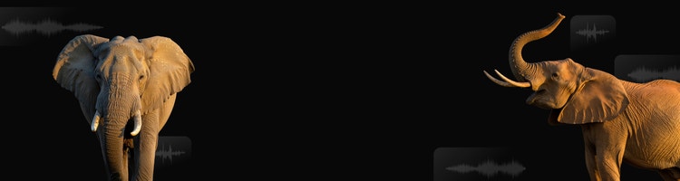 Tatlong elepanteng nag-trumpet na may audio waveform overlay na nagmumungkahi ng paggamit ng AI sound effect generator para gumawa ng mga tunog ng elepante.