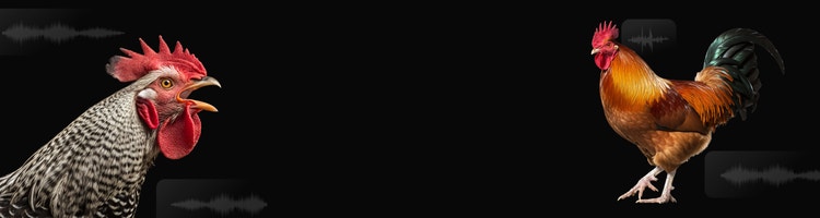 Dalawang tandang na may mga audio waveform overlay na nagsa-suggest na gumamit ng AI sound effect generator para gumawa ng tunog ng tandang