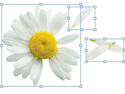 Isang naka-layer na image ng bulaklak at mga talulot. Pinipili ang bawat layer at may bounding box sa paligid ng bawat layer.