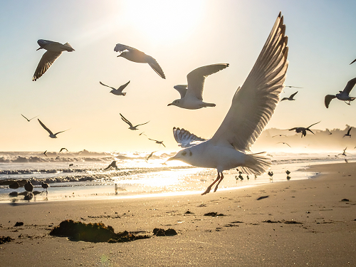 Fotograma de video de una bandada de gaviotas girando en la playa, con el sol bajo reflejándose en las olas detrás de ellas