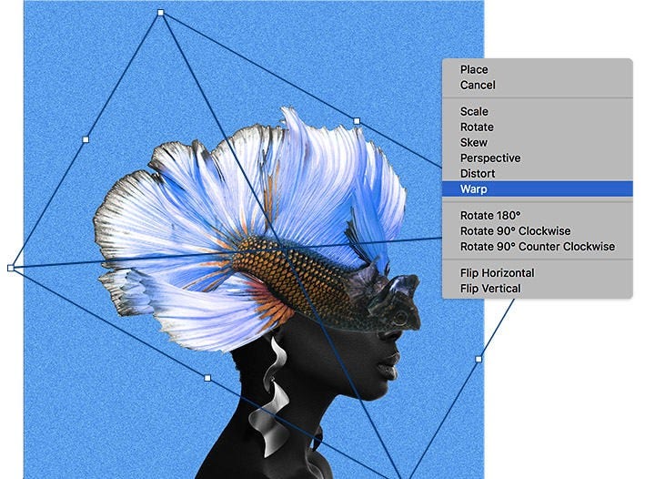 Una foto de un pez luchador siamés editándose en Photoshop mediante los controles de transformación., Picture