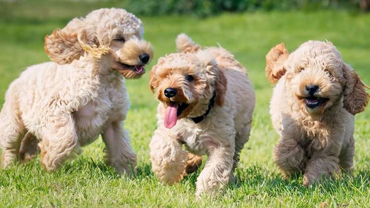 three labradoodle puppies run on the grass