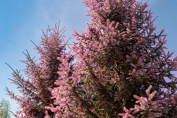 pink fir tree