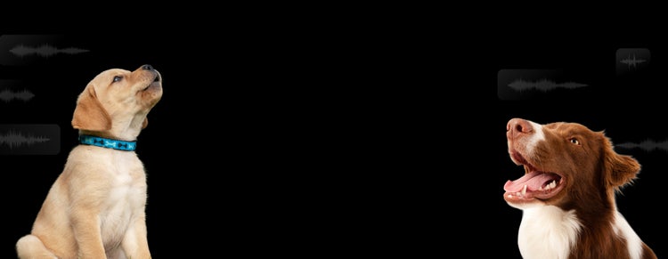Dogs barking with audio waveform overlays suggesting use of a sound effect generator to sync audio.