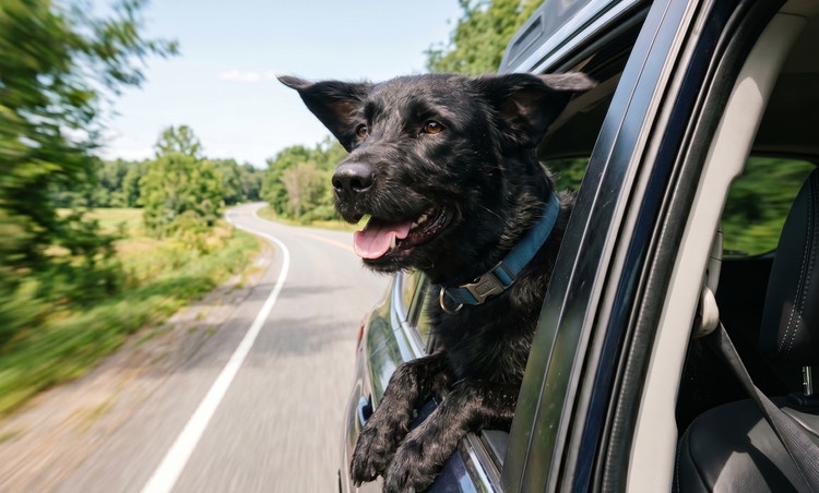 Black dog with head hanging out car window