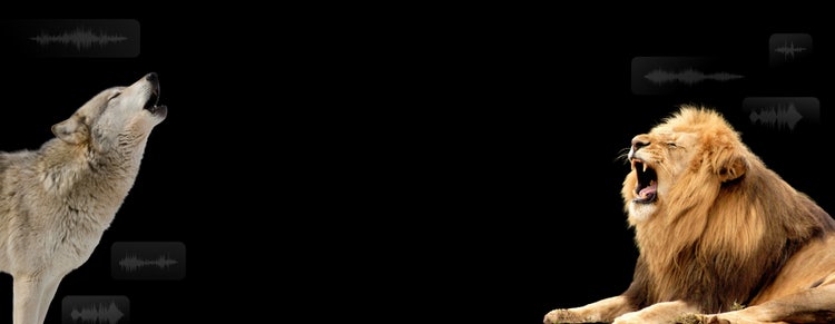 Howling wolf and roaring lion with audio waveform overlays suggesting use of a sound effect generator to sync audio.