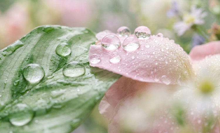Close up macro photograph of soft raindrops resting on lush green leaves and delicate flower petals