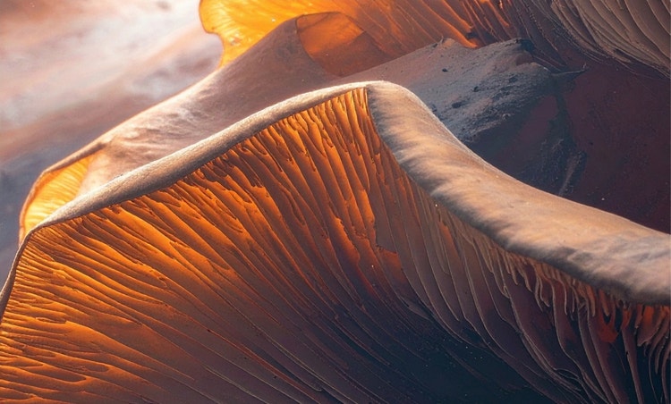 A close-up of an orange-tinged mushroom cap with intricate gill textures
