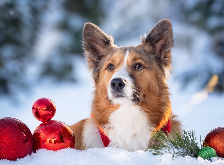 Dog lying in the snow surrounded by red and green holiday ornaments, with snowy trees in the background.