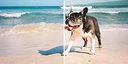 A photo of a French bulldog walking by the waves on a beach, with the Adobe Photoshop Lightroom &quot;Warm Contrast&quot; preset applied to the right half of the photo