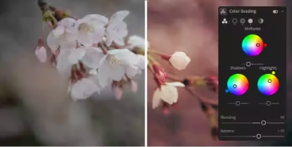 Photo of light-colored flowers divided in half in the {{lightroom}} interface. Part of the image is in cool blue tones while the other half is in pink.