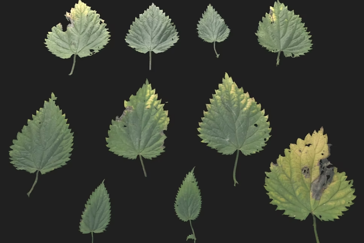 Normal mapping software generated leafs for 3D design