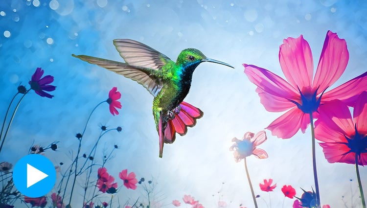 Transforme fotos em arte, Imagem