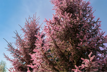 Pinheiro rosa com tonalidade não natural demonstrando o potencial da arte de IA para edição